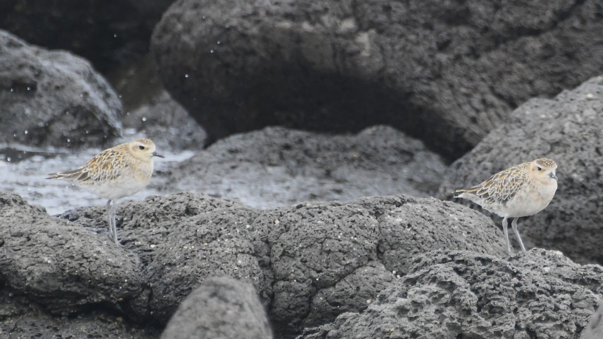 Pacific Golden-Plover - ML646621712