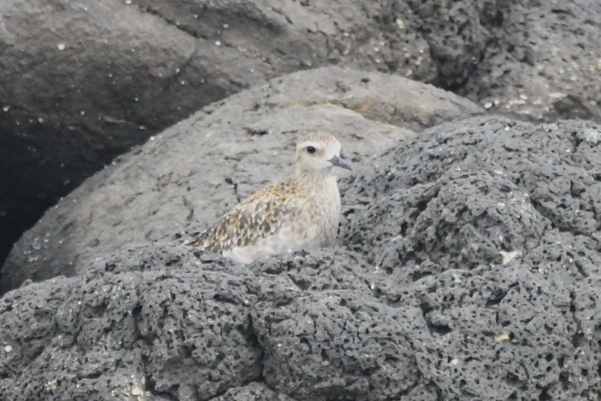 Pacific Golden-Plover - ML646621713