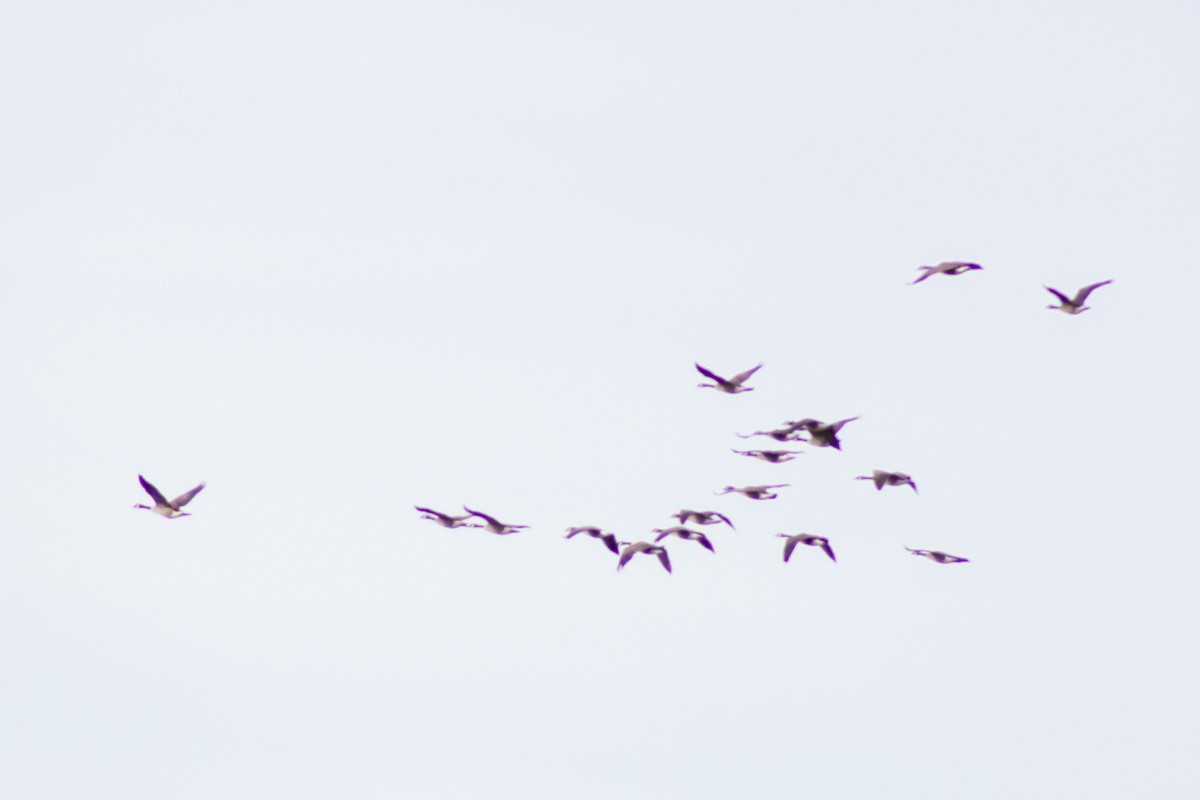 Canada Goose - ML646621727