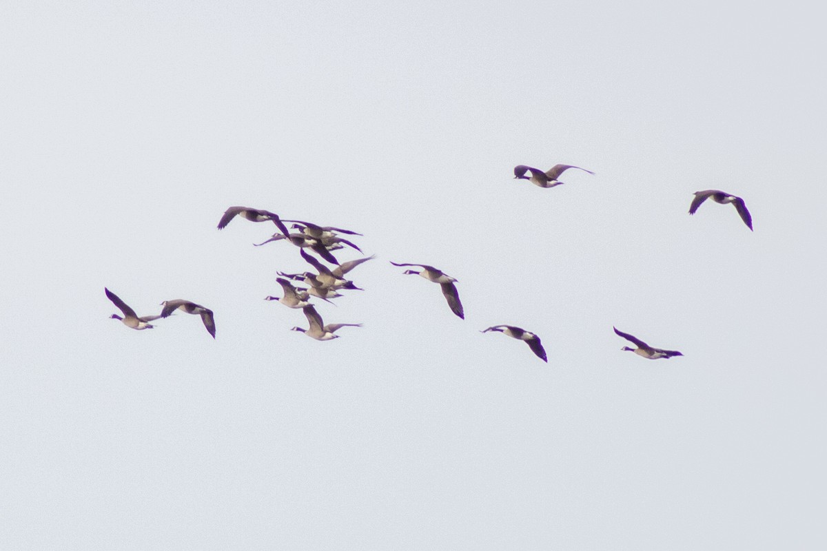 Canada Goose - ML646621728