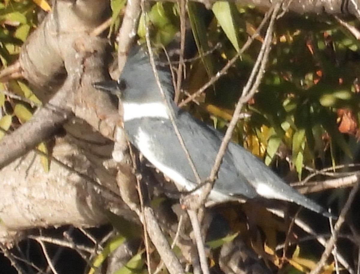 שלדג אמריקני - ML646621729