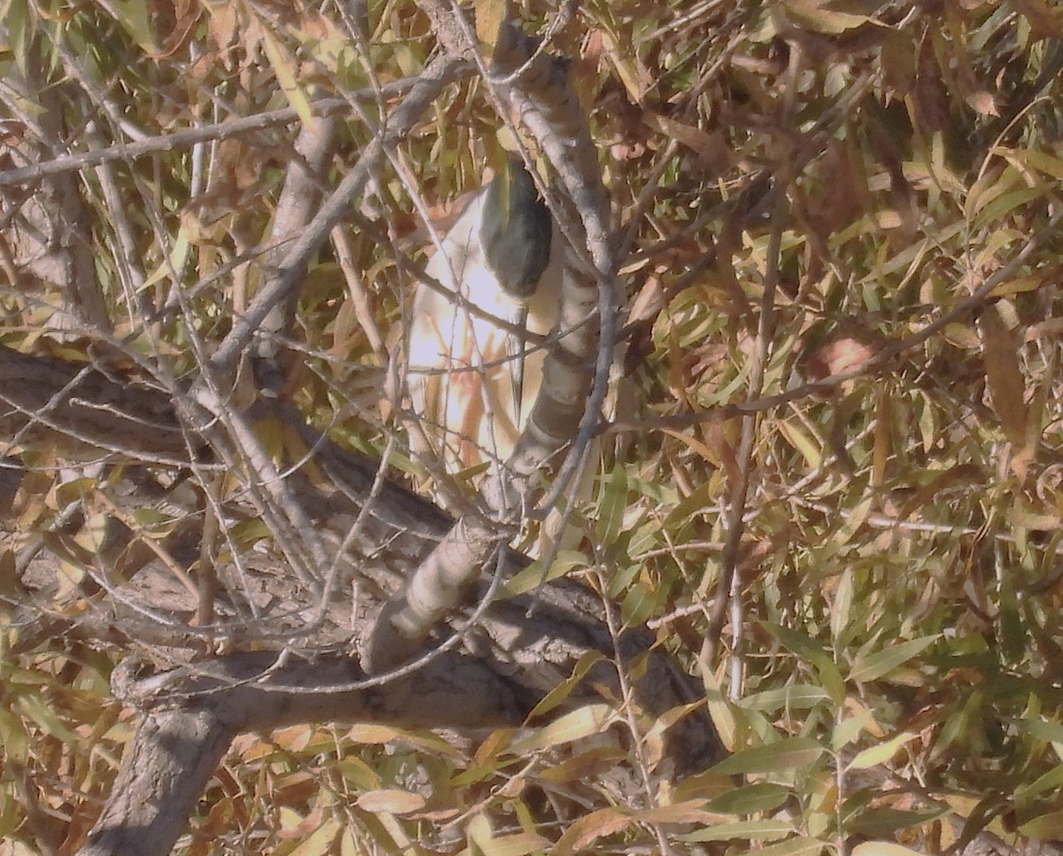 אנפת לילה - ML646621730