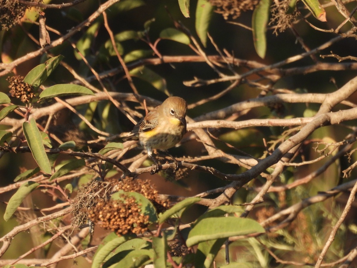 סבכון הכתר - ML646621731