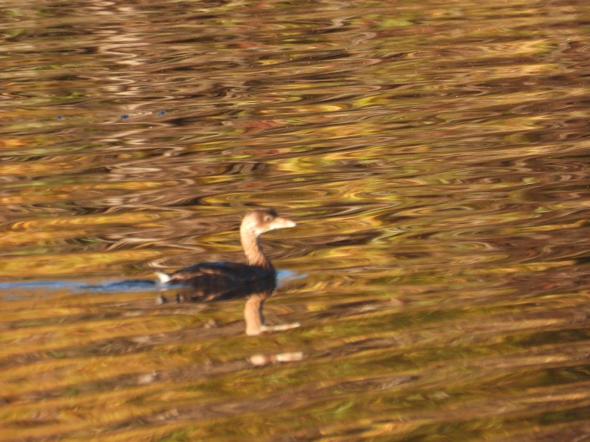 טבלן עקוד-מקור - ML646621732