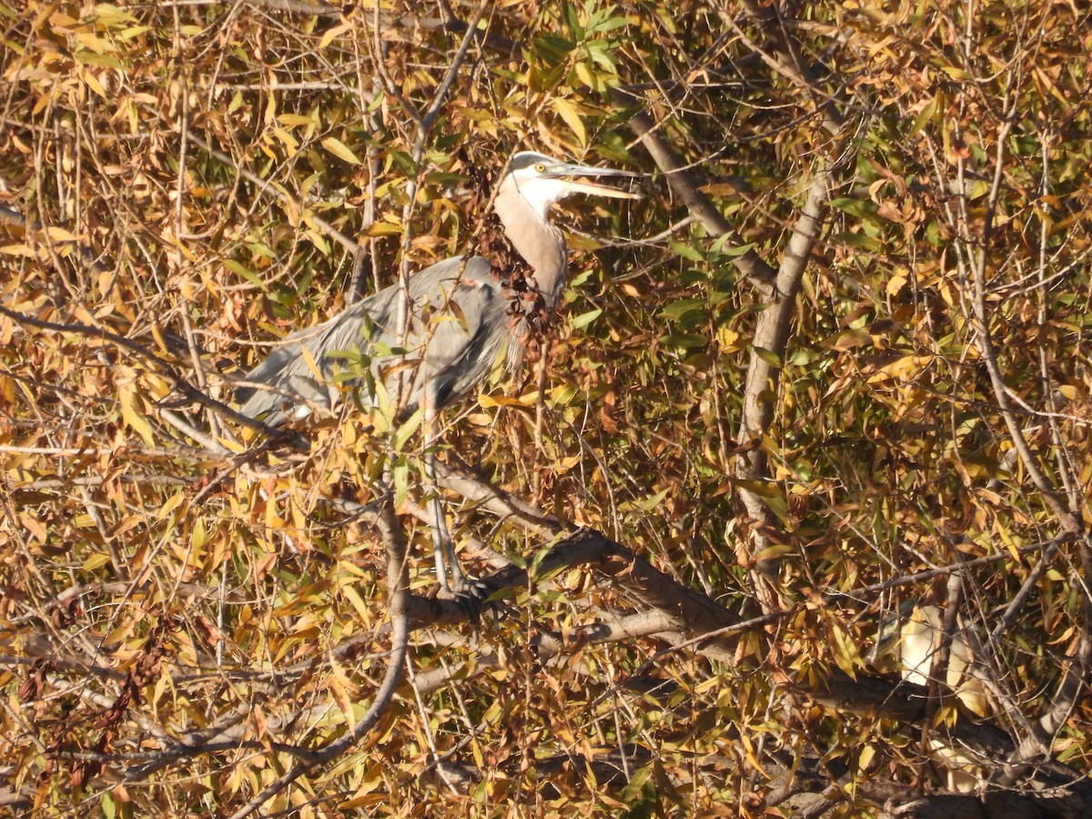 אנפה אמריקנית - ML646621733