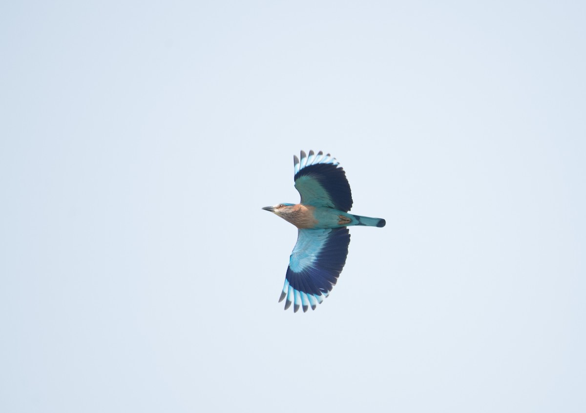 Indian Roller - ML646621737