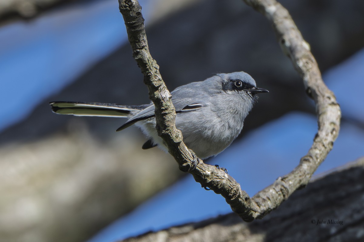 Masked Gnatcatcher - ML646621738