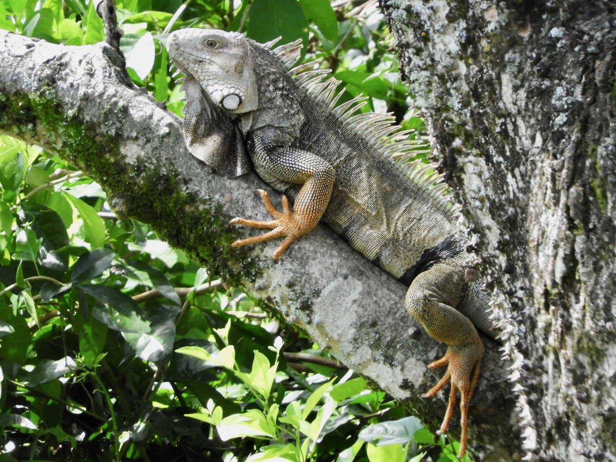 Green Iguana - ML646621739