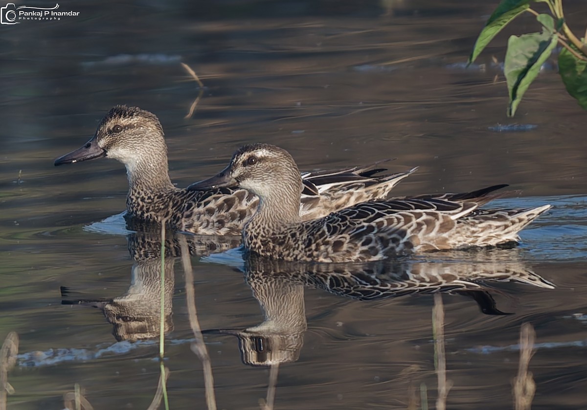 Garganey - ML646621745