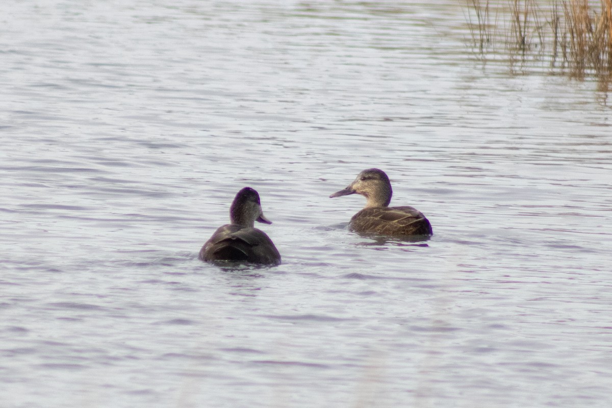 Ahate iluna - ML646621747