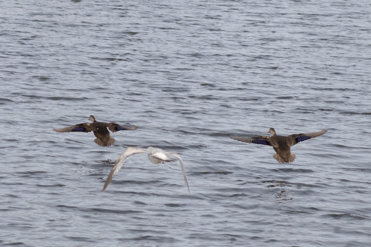 Ahate iluna - ML646621748