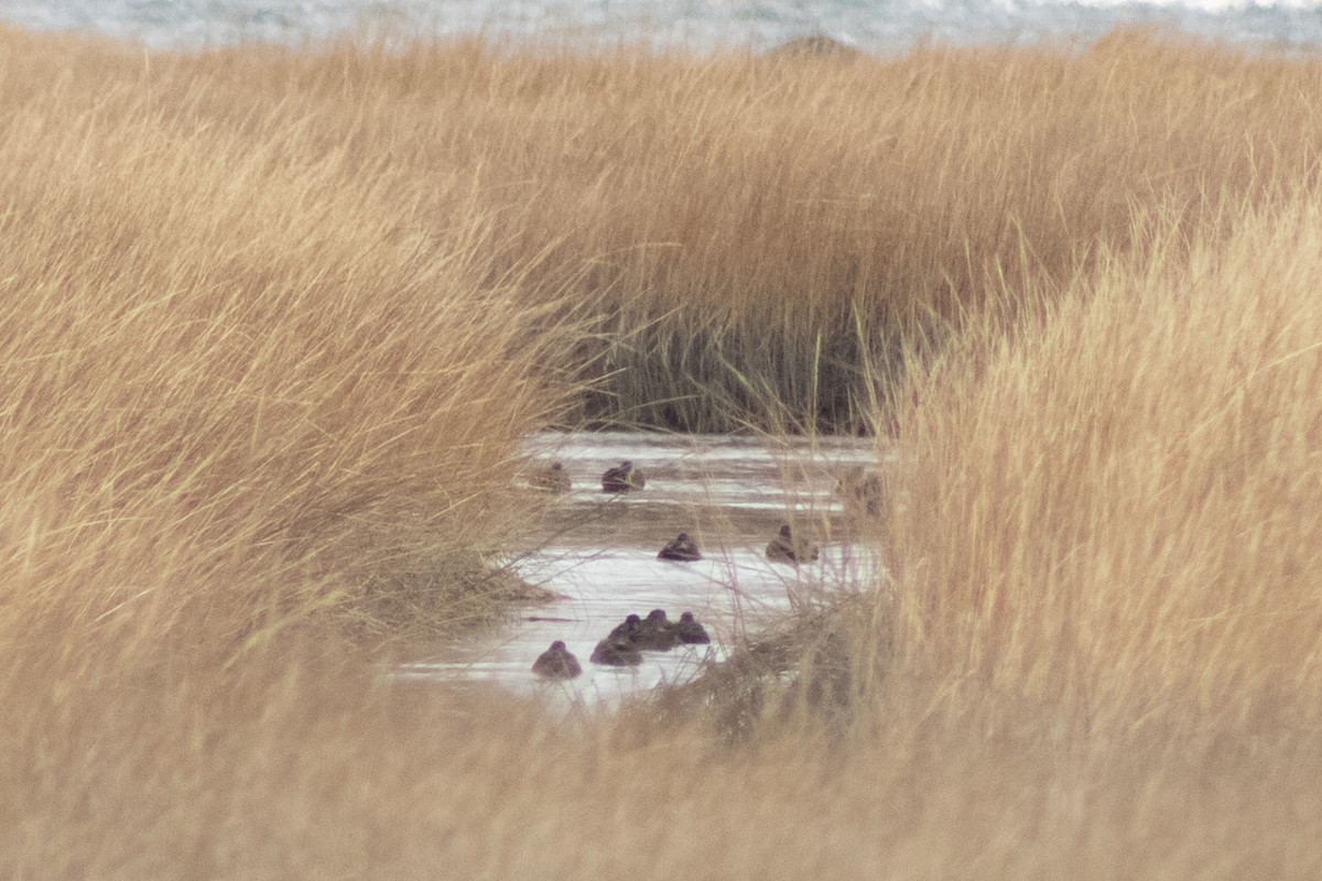 Ahate iluna - ML646621749