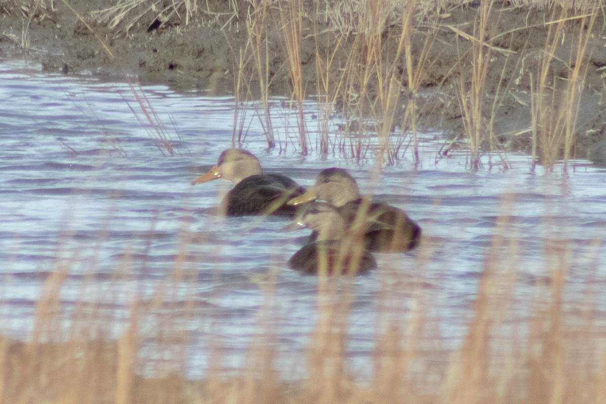 Ahate iluna - ML646621750