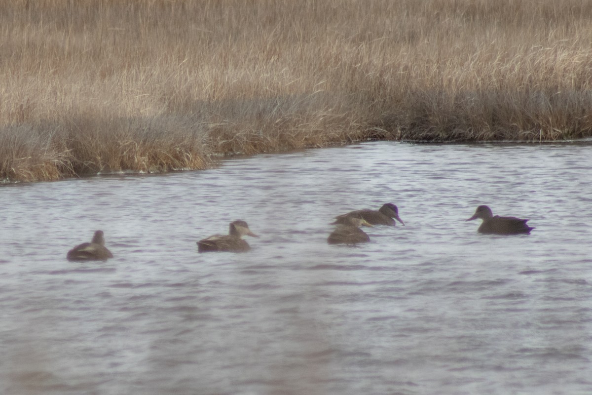 Ahate iluna - ML646621754