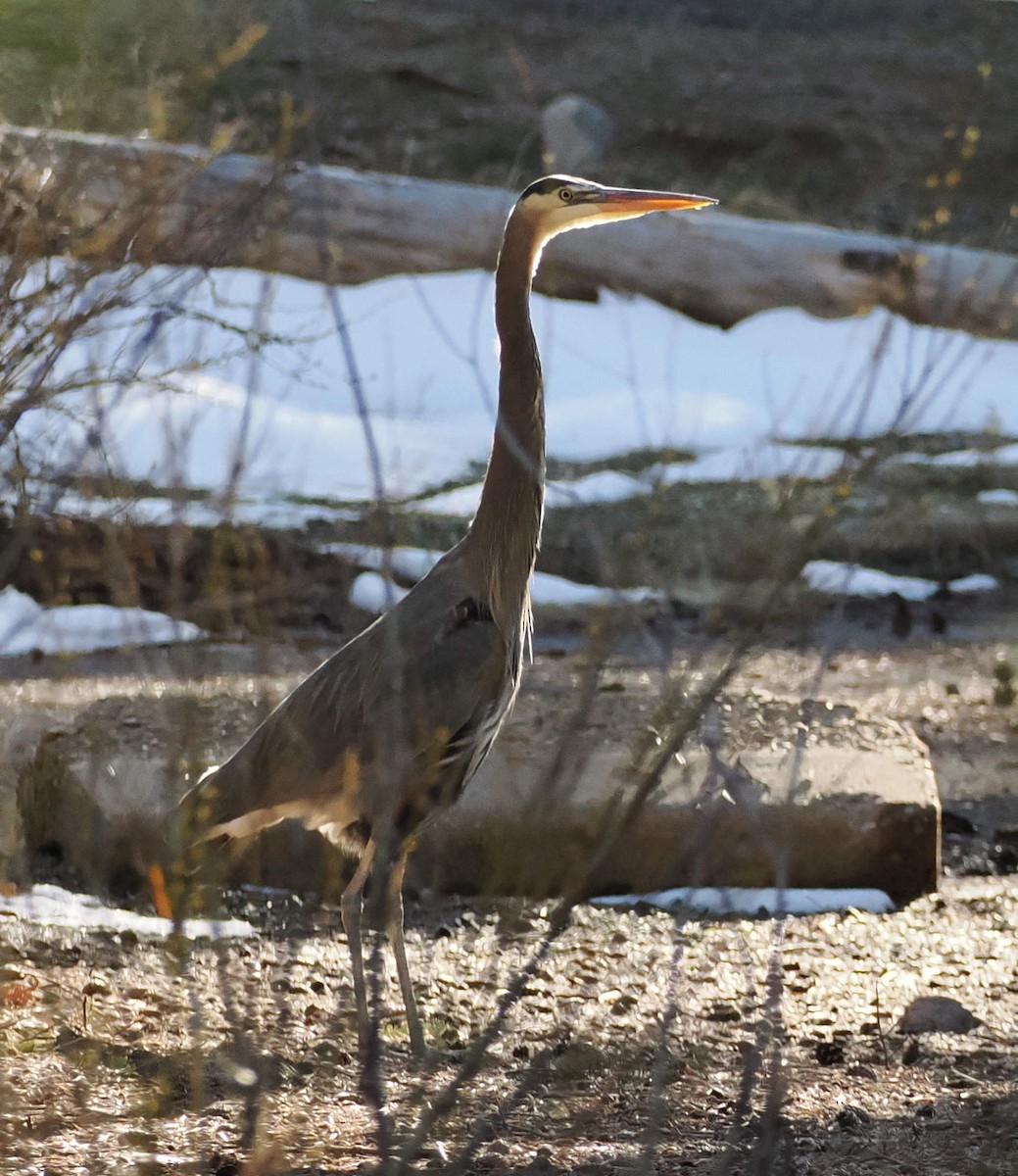 volavka velká - ML646621756