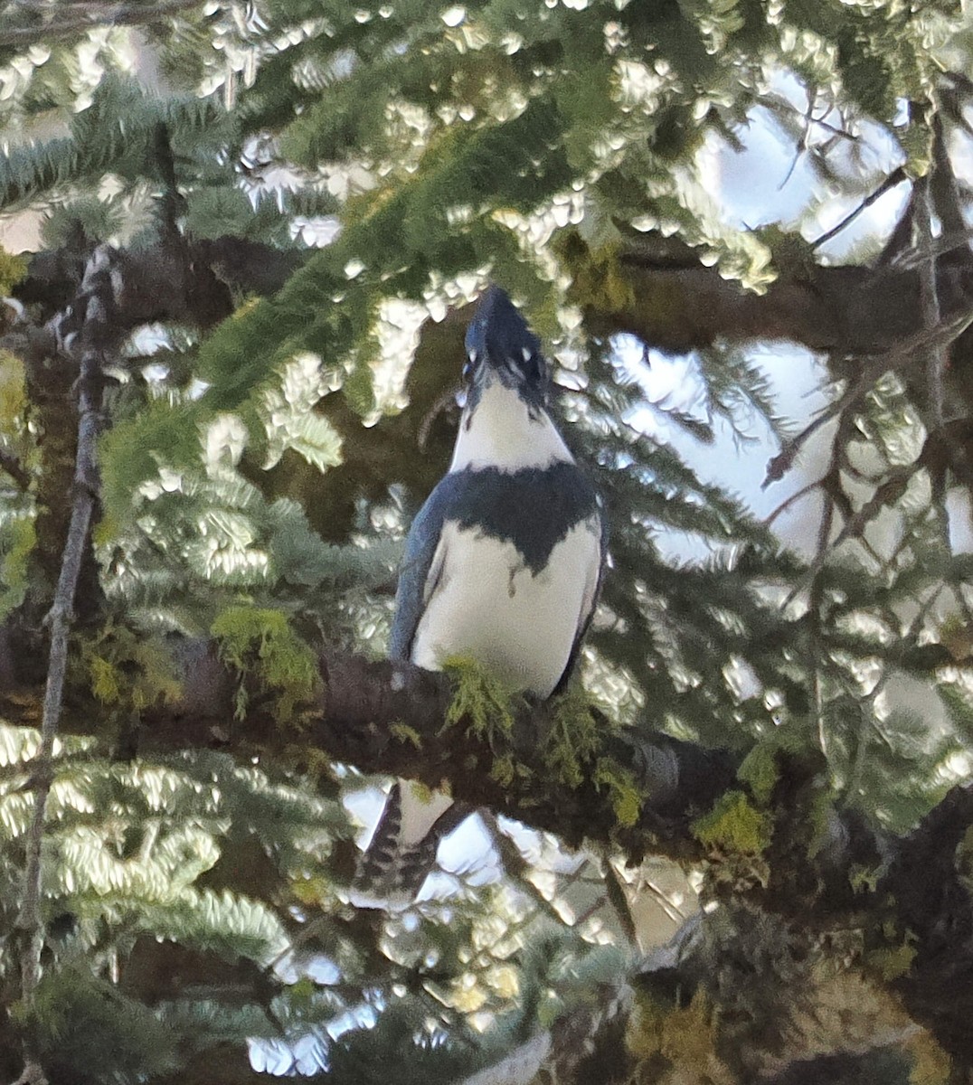 rybařík pruhoprsý - ML646621759