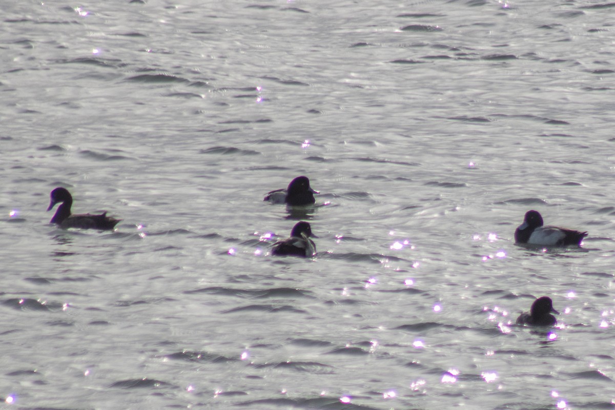 Bergente - ML646621761