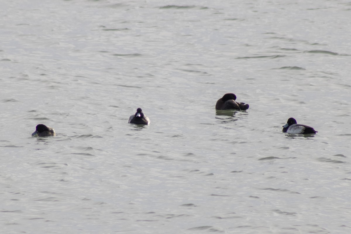 Bergente - ML646621762