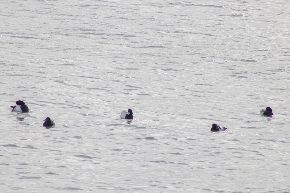 Bergente - ML646621763