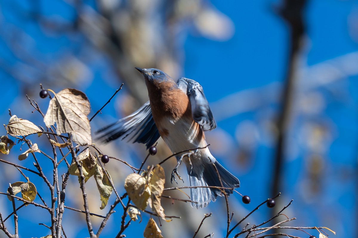 Блакитник східний - ML646621765