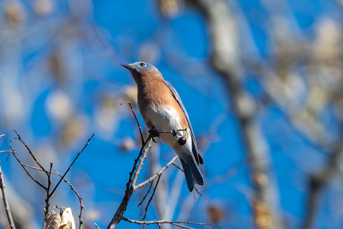 Блакитник східний - ML646621766