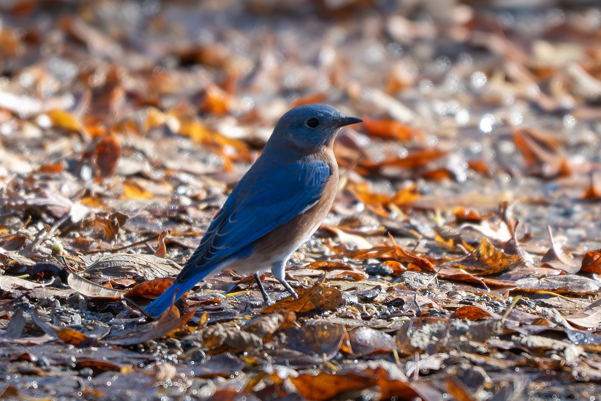 Блакитник східний - ML646621767