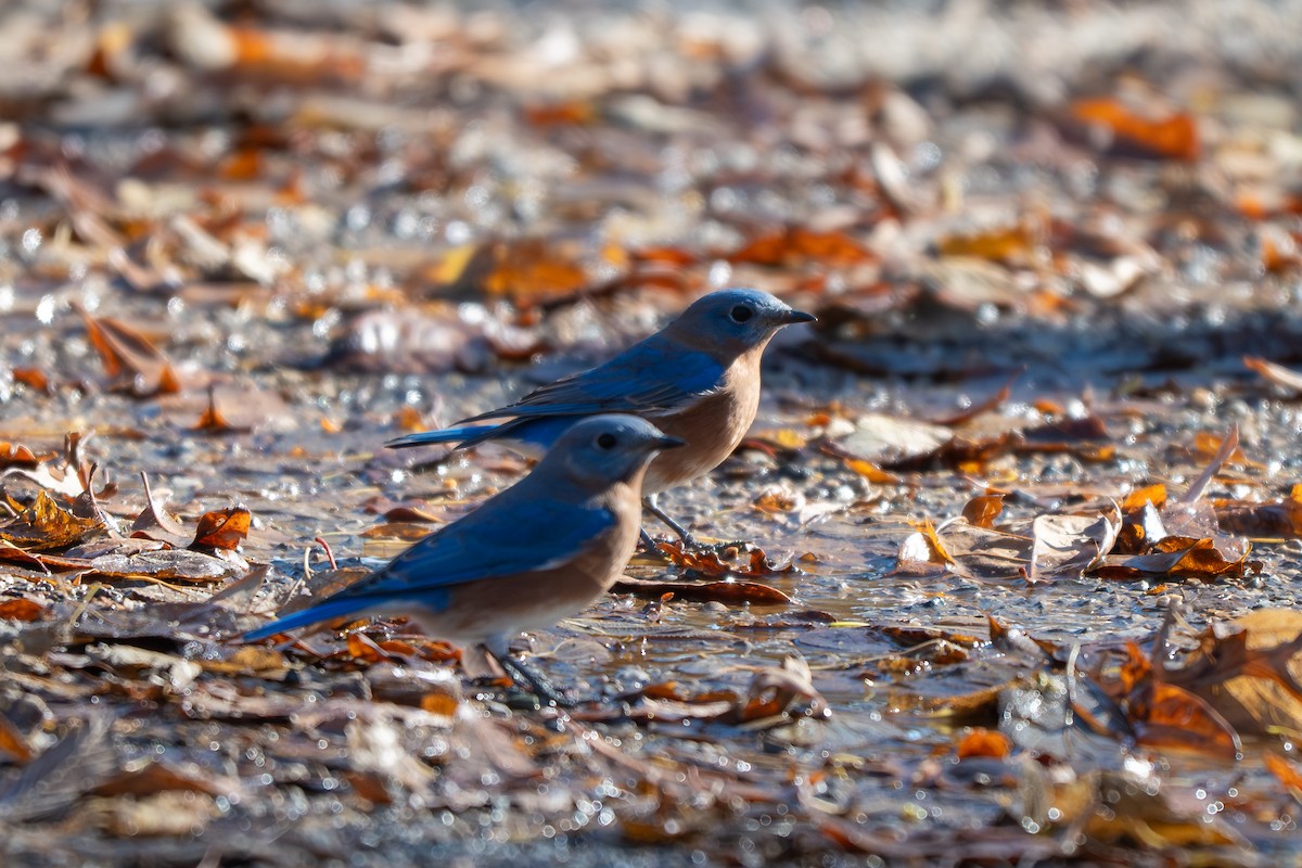 Блакитник східний - ML646621768