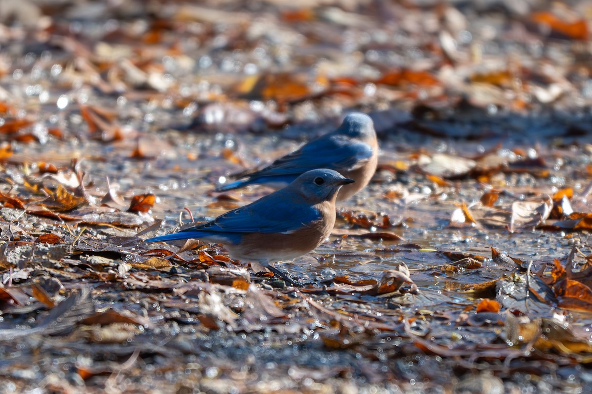 Блакитник східний - ML646621769