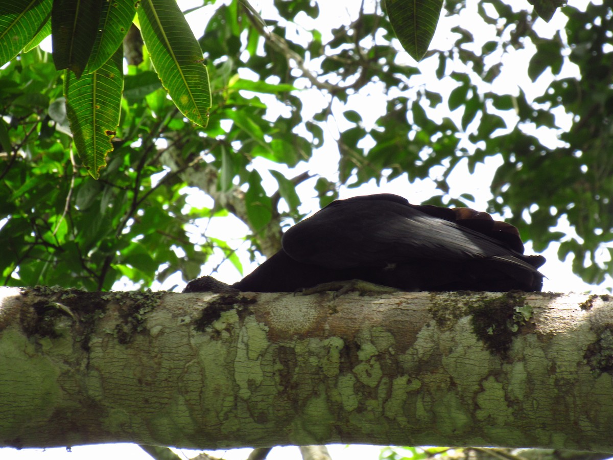 Чёрная катарта - ML646621771