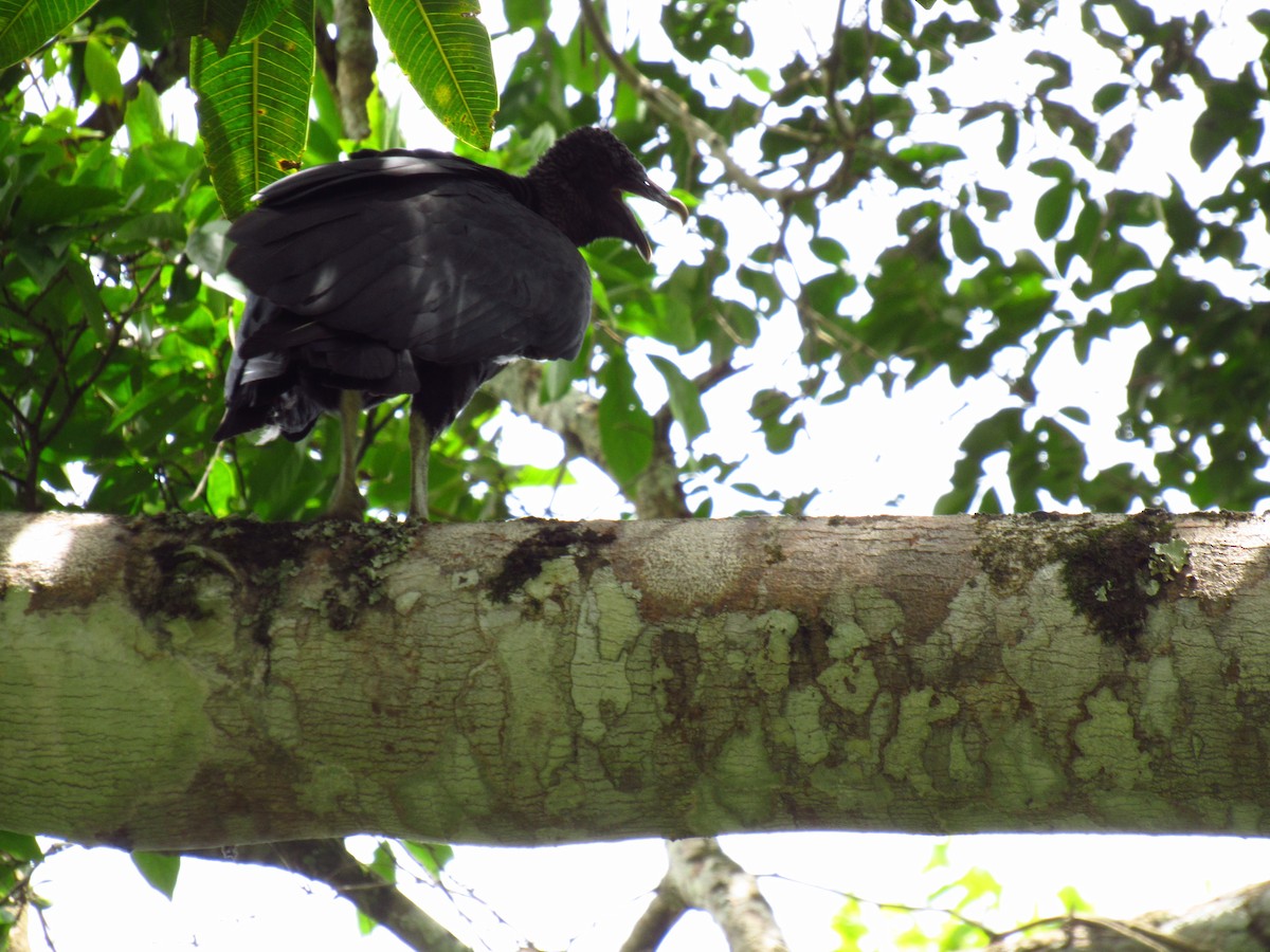 Чёрная катарта - ML646621772