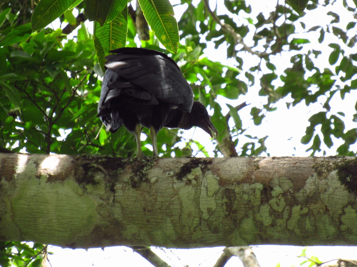 Чёрная катарта - ML646621773