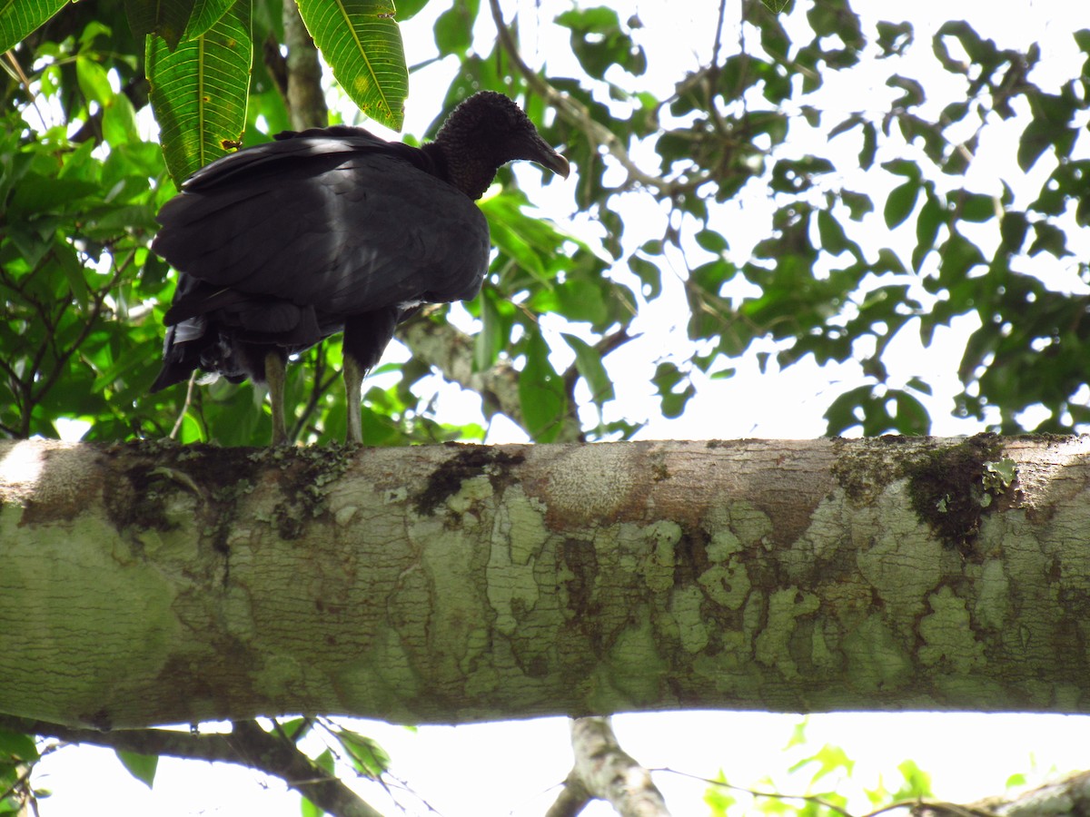 Чёрная катарта - ML646621774