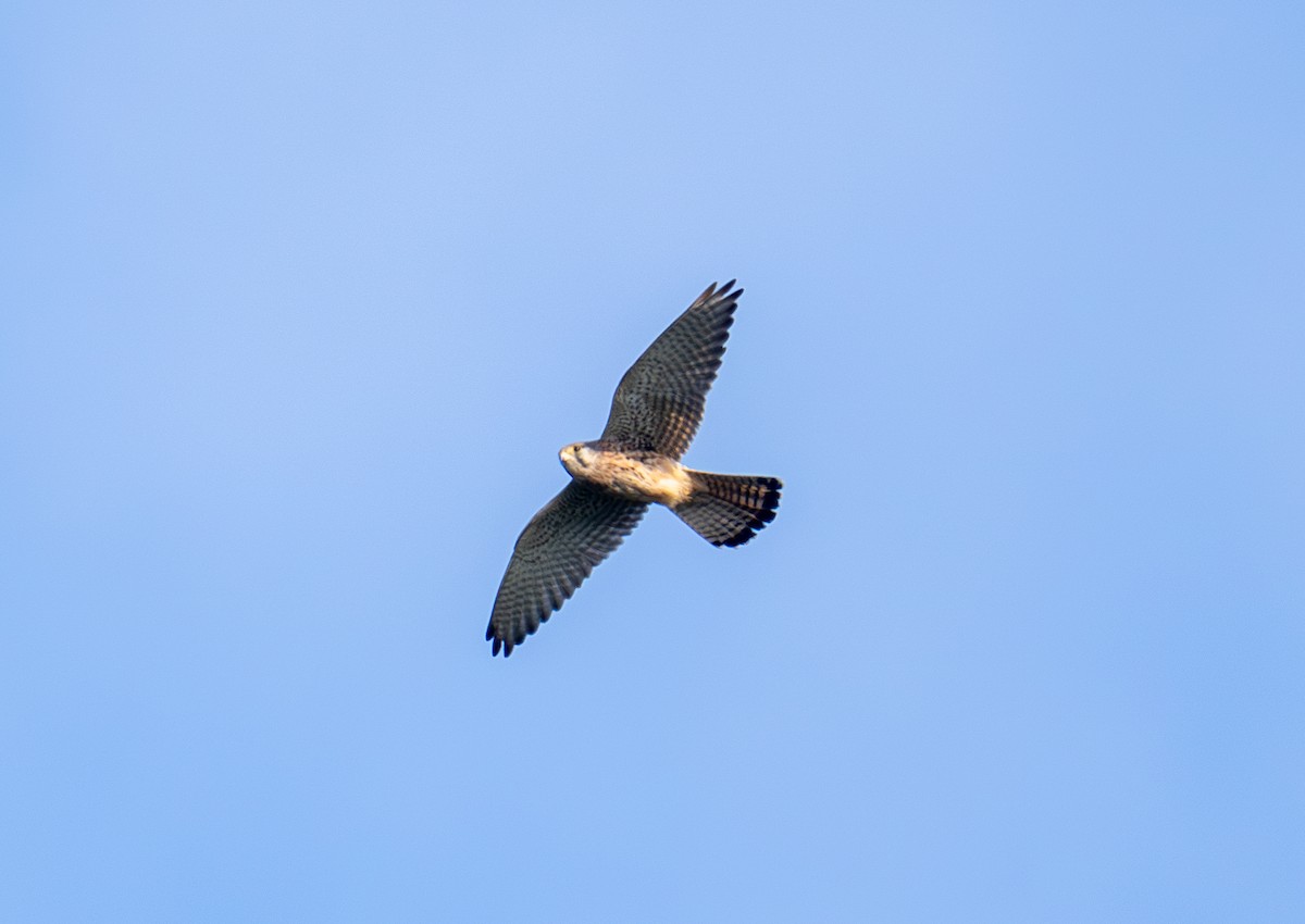 Eurasian Kestrel - ML646621775