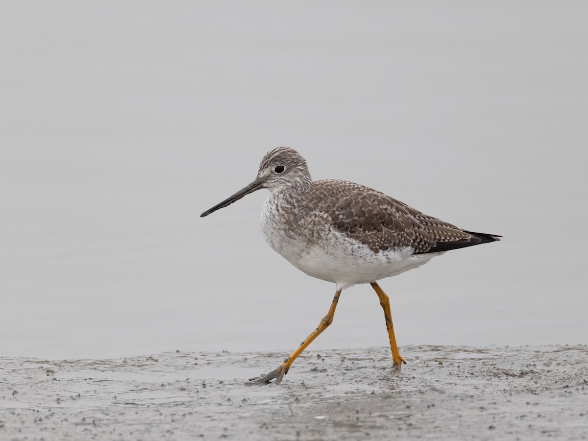 Greater Yellowlegs - ML646621781