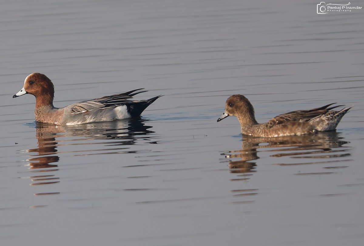 Eurasian Wigeon - ML646621782