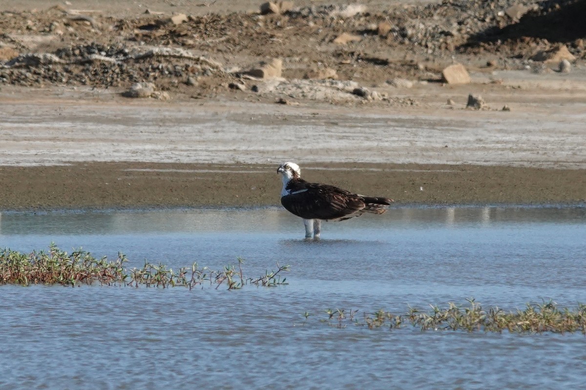 Osprey - ML646621784