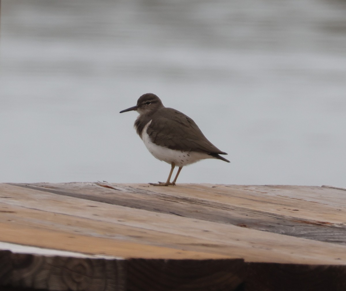 Benekli Düdükçün - ML646621791