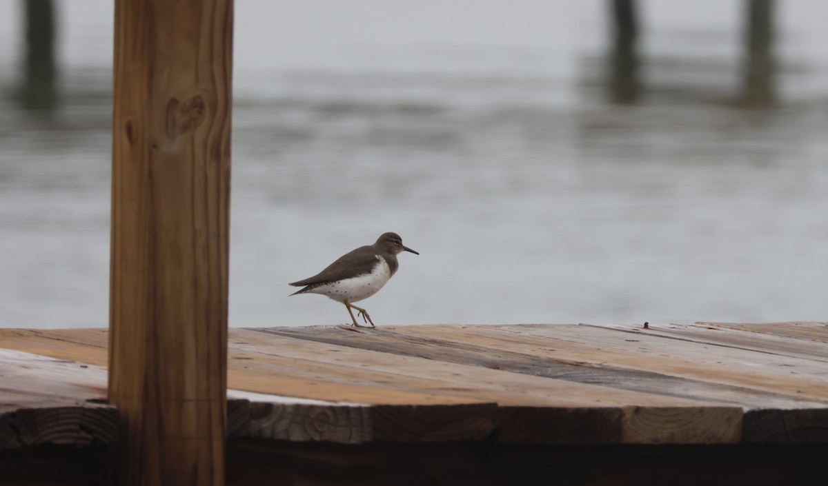 Benekli Düdükçün - ML646621792