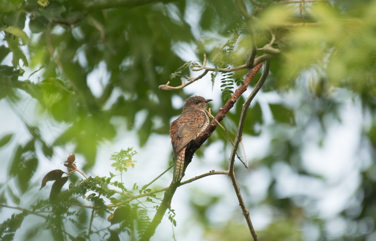 Gray-bellied Cuckoo - ML646621794