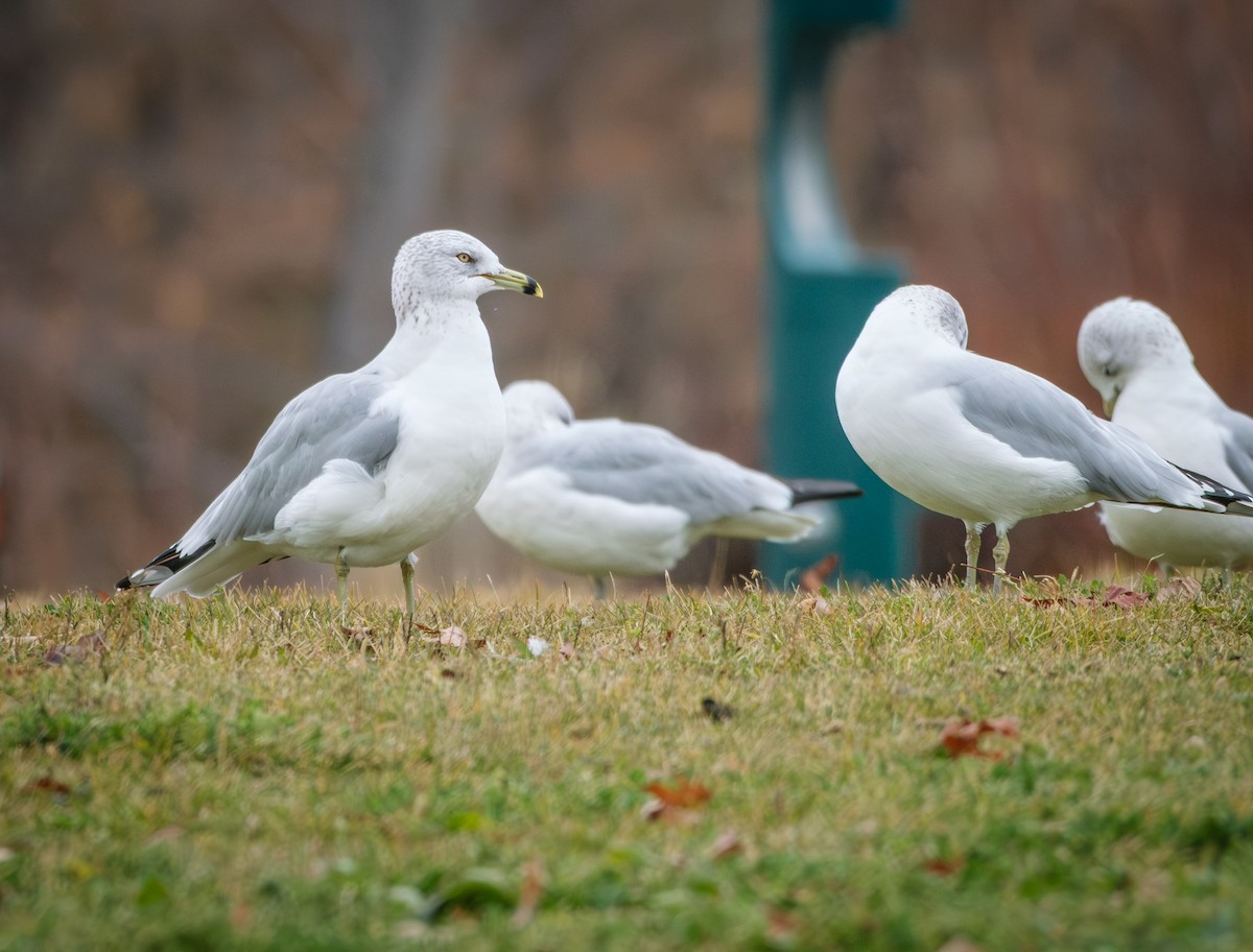Ring-billed Gull - ML646621795