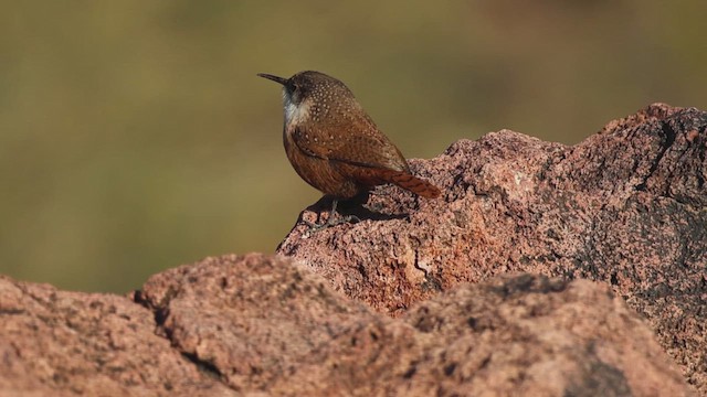 Орішець каньйоновий - ML646621810