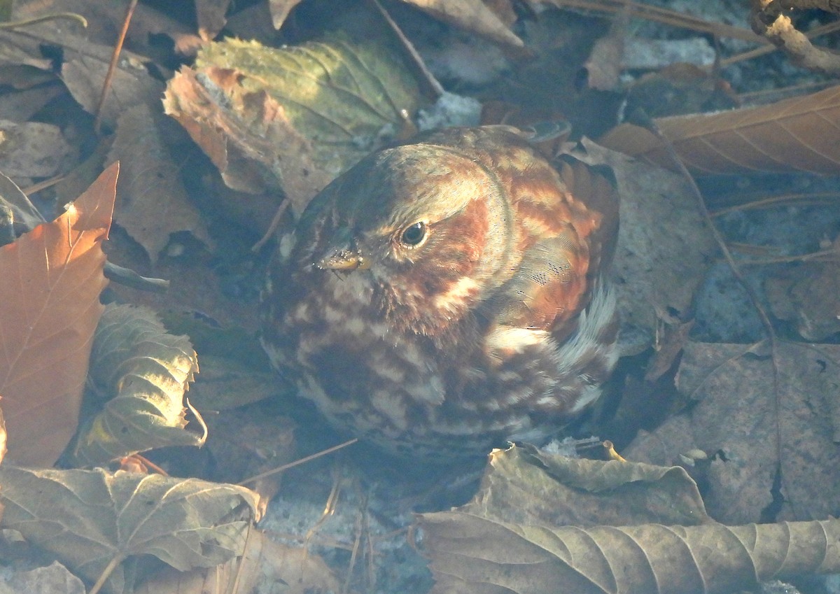 Bruant fauve - ML646621812