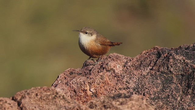 Орішець каньйоновий - ML646621813