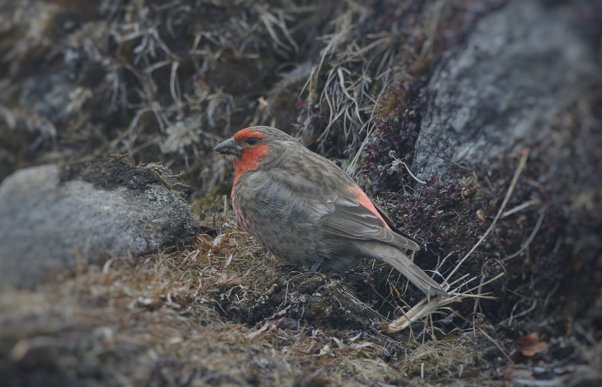 Red-fronted Rosefinch - ML646621817