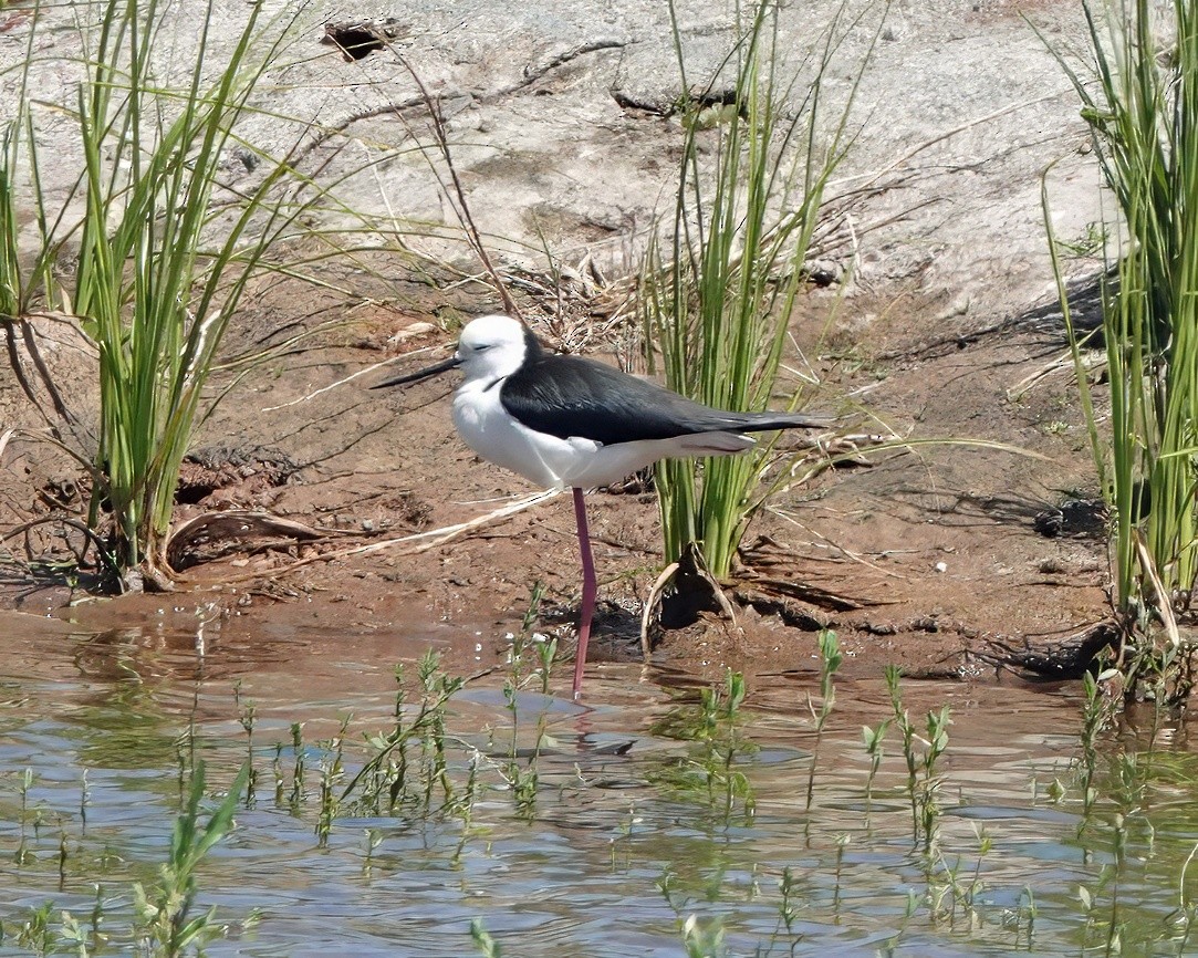 pisila bělohlavá - ML646621818