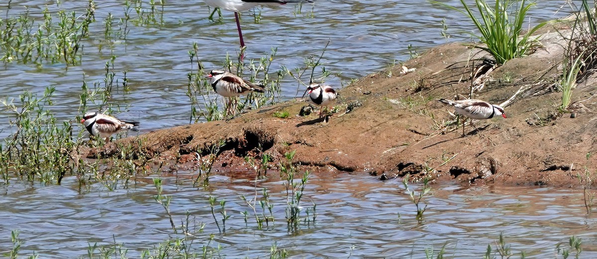 kulík černočelý - ML646621823