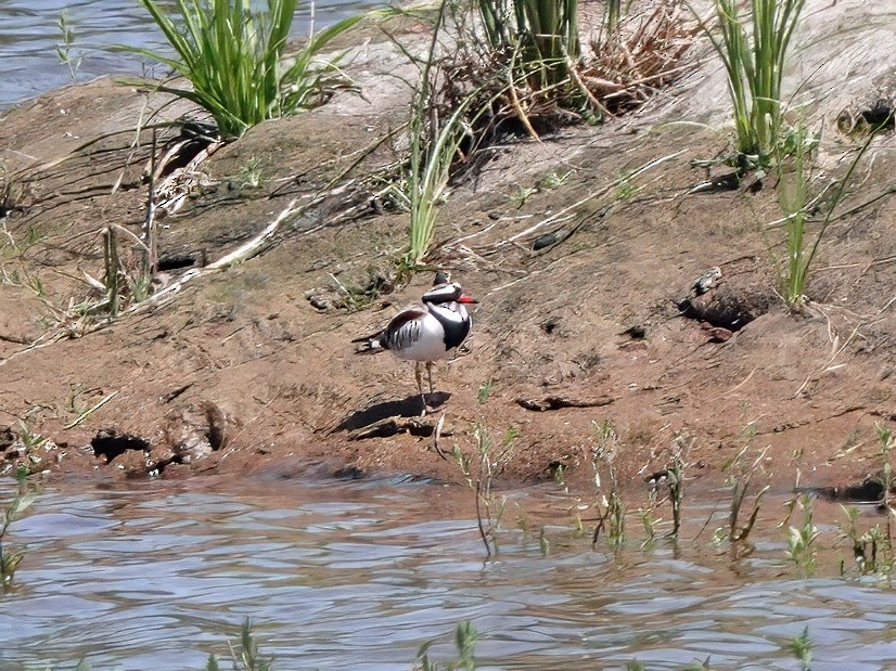 kulík černočelý - ML646621828