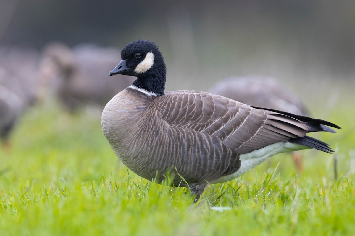 Cackling Goose (Aleutian) - ML646621830