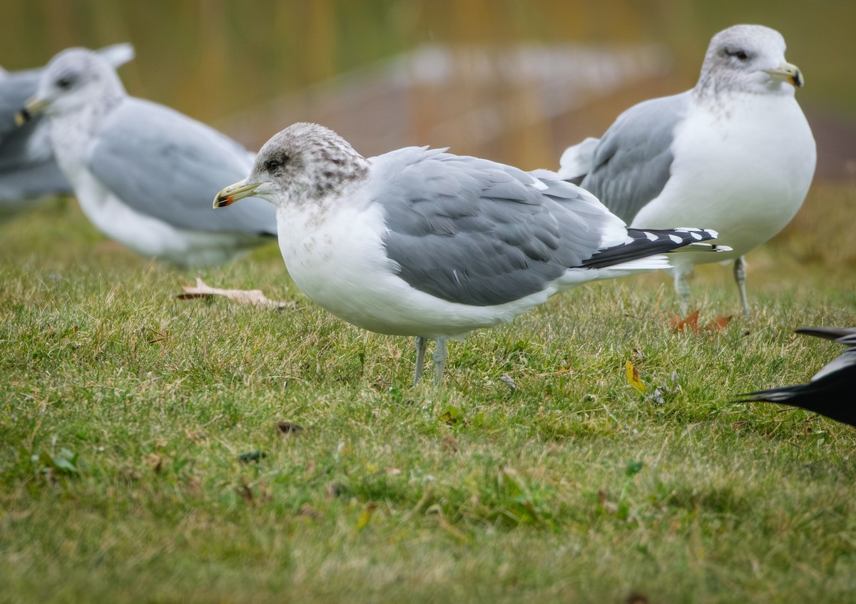 California Gull - ML646621831