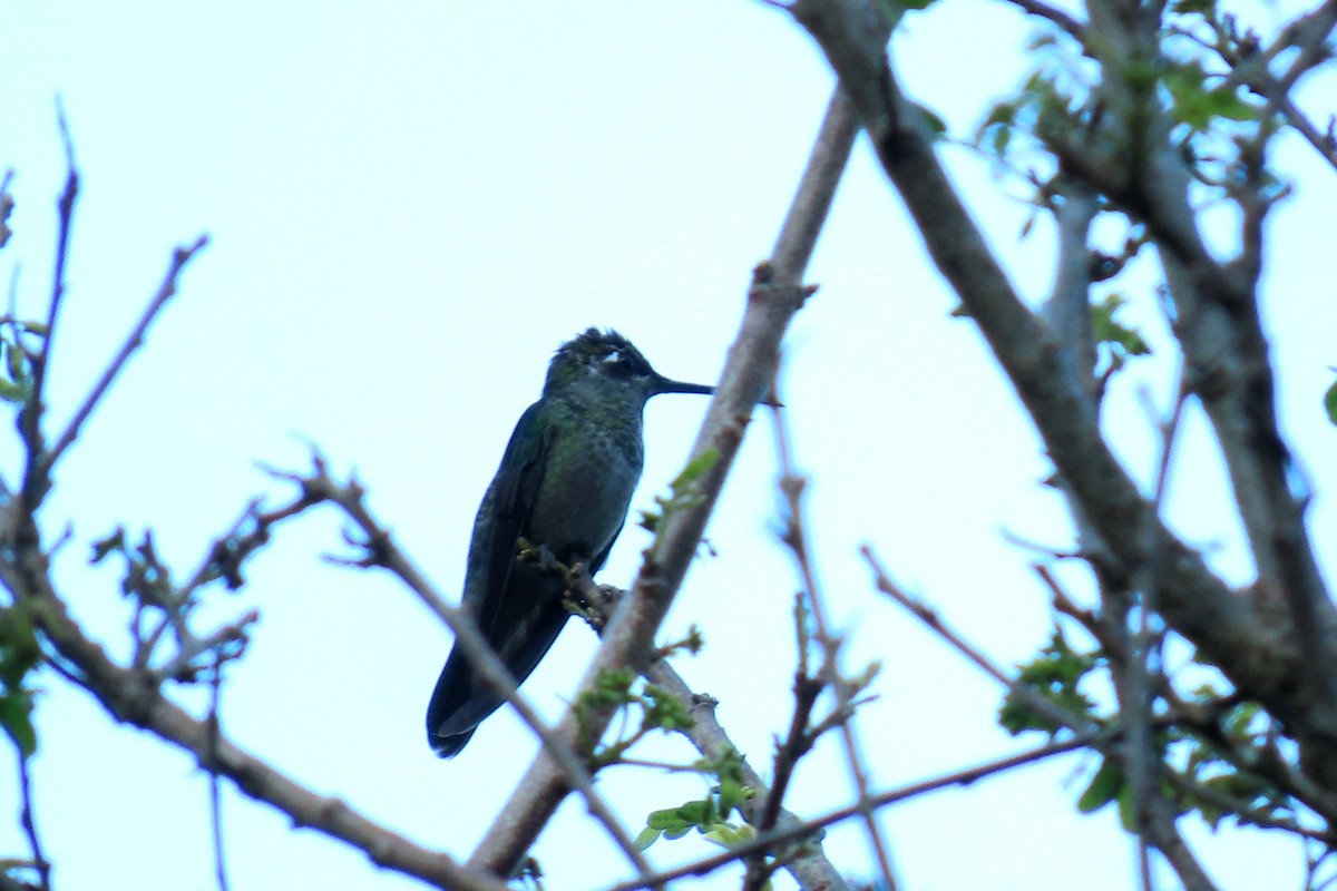 Rivoli's Hummingbird - ML646621837